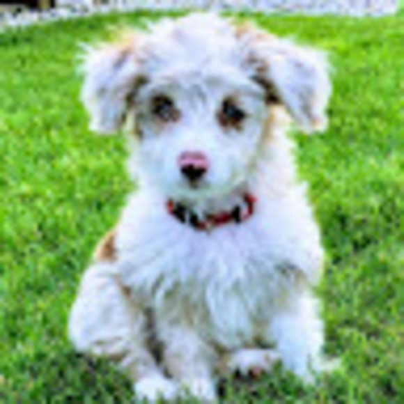 Meet your Posher, Roxanne - Picture 1 of 1